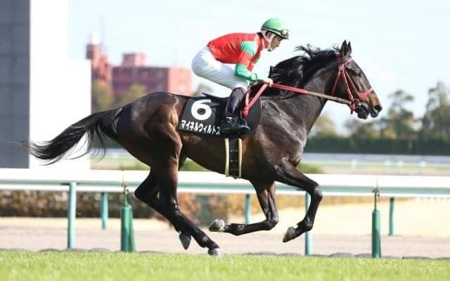 芝2500m戦に驚異的な適性持つスクリーンヒーロー産駒 復活遂げたマイネルウィルトスは今後も軽視禁物