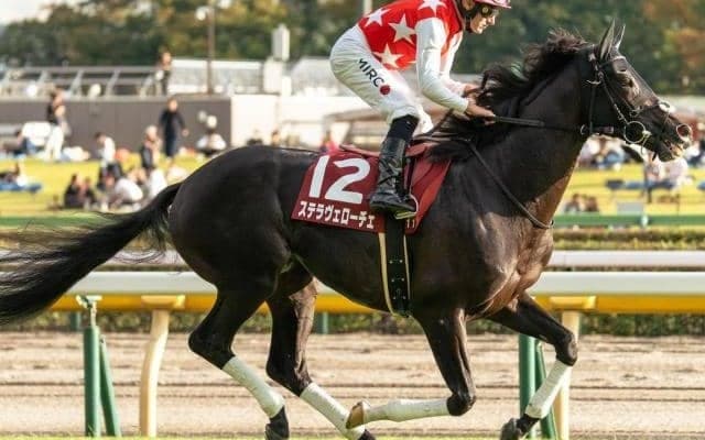 21年神戸新聞杯覇者がダートに初挑戦 武蔵野Sで復活の白星なるか