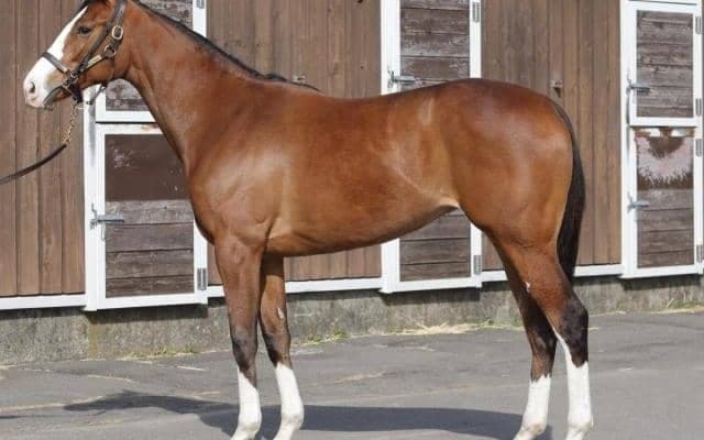 【JRA新馬戦】ジェラルディーナの全妹エヴァンジェリーナなどがデビュー