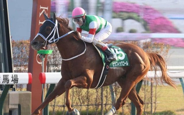 【みやこS】セラフィックコールが無傷の5連勝