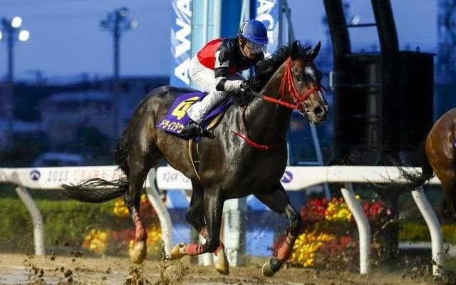 【武蔵野S枠順確定】ペリエールは1枠1番、ドライスタウトは2枠3番