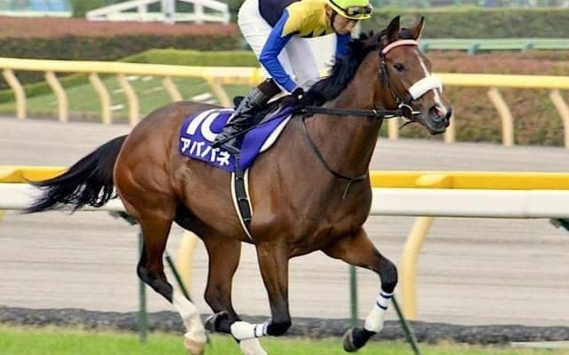 アパパネ＆アカイトリノムスメに続け！ 金子オーナーが誇る超良血馬がデビュー