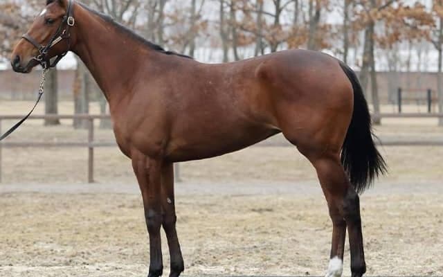 新馬勝ちの姉ナミュール＆ラヴェルに続け 期待の妹が木村哲也厩舎からデビュー