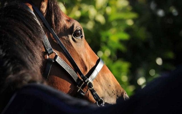 【エリ女王杯／関係者の声】ハーパー、友道師「内回りより外回りコースのほうが競馬はしやすい」