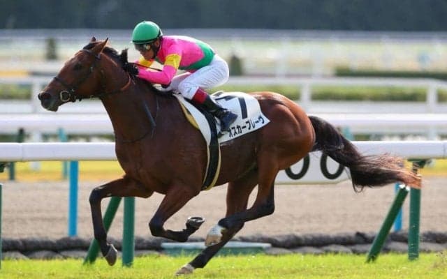 【新馬/京都5R】オスカーブレーヴが逃げ切る…良血クイーンズウォークは2着