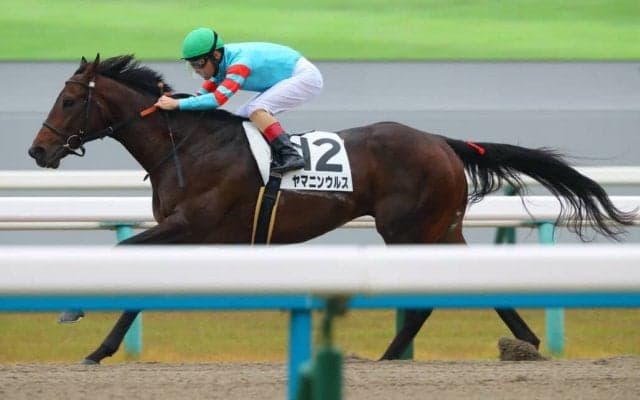 【京都8R】ヤマニンウルスが無傷の3連勝