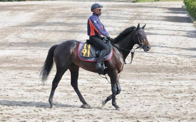 「素質を感じる」ヘデントール C.ルメール騎手を背に今週末初陣/関東馬メイクデビュー情報