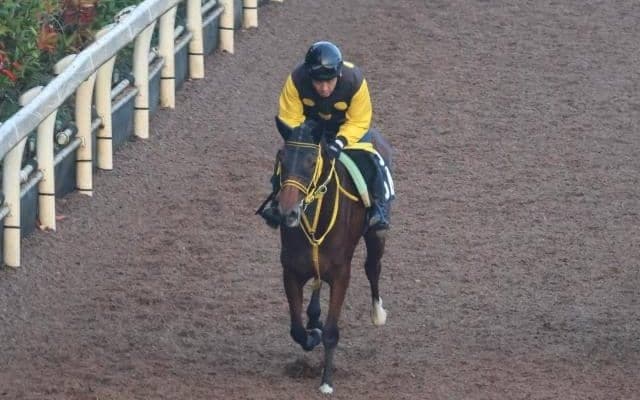 ワイドジャイキリなど、先週のゲート試験/栗東トレセンニュース