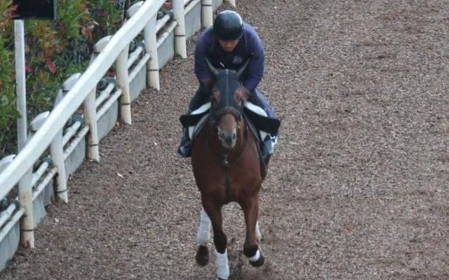 テーオーリカードなど、先週の入厩情報/栗東トレセンニュース