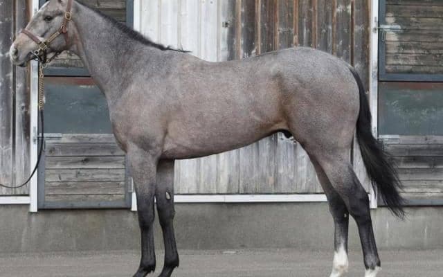 【JRA新馬戦】ドゥラエレーデの半妹バロネッサなどがデビュー