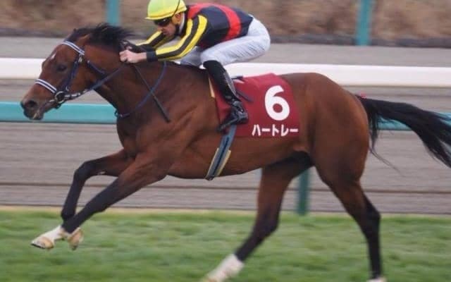 サトノvsショウナンの1億円馬対決！ デビュー戦を制するのは