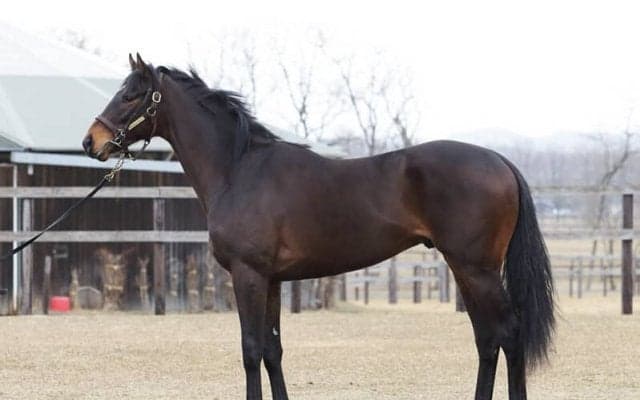 ２頭のＧＩホースを兄に持つシャハザマーン「キレも出てきた」と陣営の評価も急上昇中