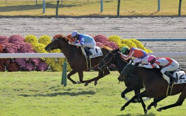 【新馬/京都4R】良血シヴァースがデビュー勝ち…母はヴィブロス