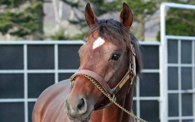 JpnI馬ダンシングプリンスがレックススタッドに到着 JBCスプリントなど重賞4勝