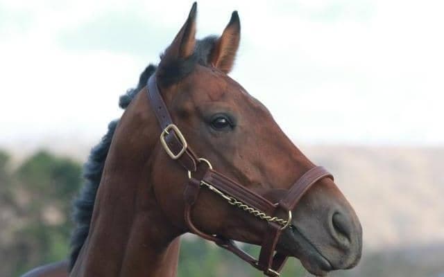 今年の凱旋門賞2着馬ウエストオーバーが優駿SSに到着