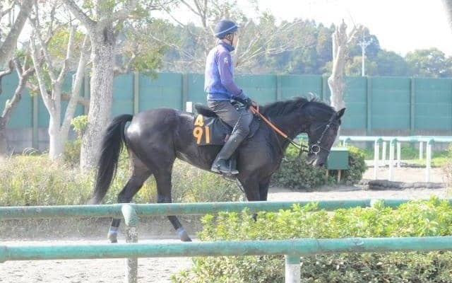 叔父にドゥラメンテがいる良血馬コンテネレッツア 初陣に向けて調整順調/関東馬メイクデビュー情報