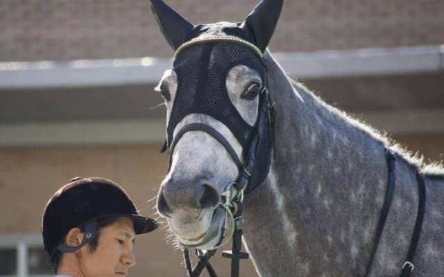 【先週のJRA抹消馬】20年クイーンC覇者ミヤマザクラ、ブチ模様の白毛馬ブッチーニなど