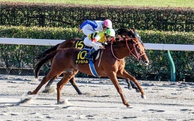 【浦和・浦和記念枠順】テンカハルは6枠7番、ヒーローコールは7枠9番