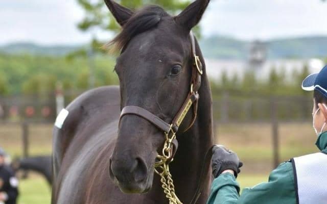 【JRA新馬戦】デシエルトの半妹コンテネレッツアなどがデビュー