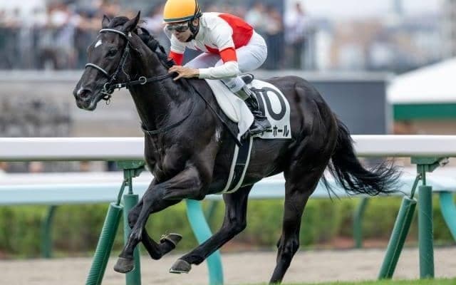 【京都2歳S枠順確定】シンエンペラーは4枠5番、パワーホールは4枠6番