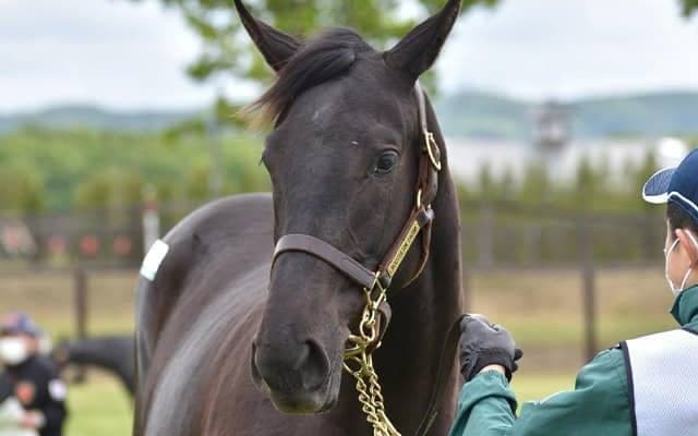 ダイナカール一族の超良血コンテネレッツア ルメール騎手で初陣Vなるか