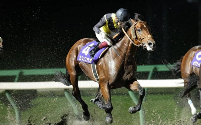 カフェファラオが競走馬登録抹消