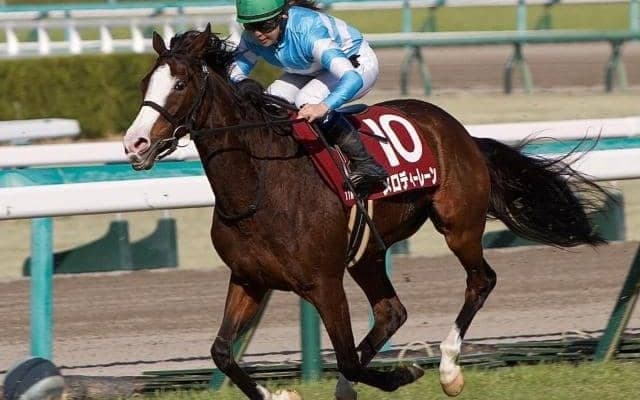 【ステイヤーズS想定馬・騎手】メロディーレーンやマイネルウィルトスなど18頭