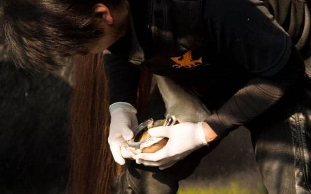 【装蹄師・西内荘コラム】期待の京都2歳ステークス