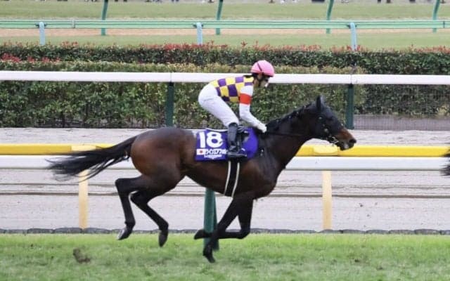 【ジャパンカップ】藤田菜七子騎乗、ウインエアフォルクは着外