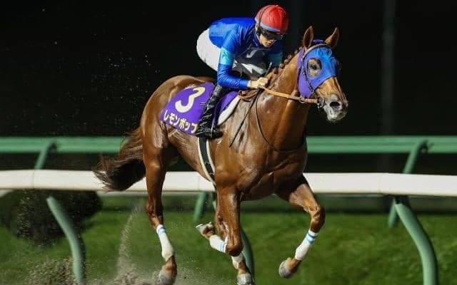 ダート王決定戦チャンピオンズC、長丁場のステイヤーズSなど/今週の競馬界の見どころ