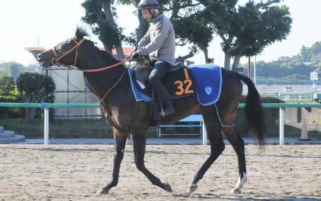 母に米G1馬持つインクルージョン 好時計で仕上がりアピール/関東馬メイクデビュー情報