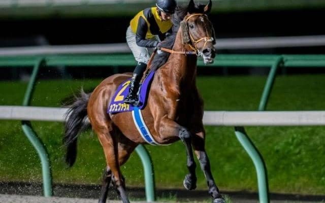 【先週のJRA抹消馬】GI/JpnI・3勝挙げたカフェファラオ、ダート重賞5勝のテイエムサウスダンなど