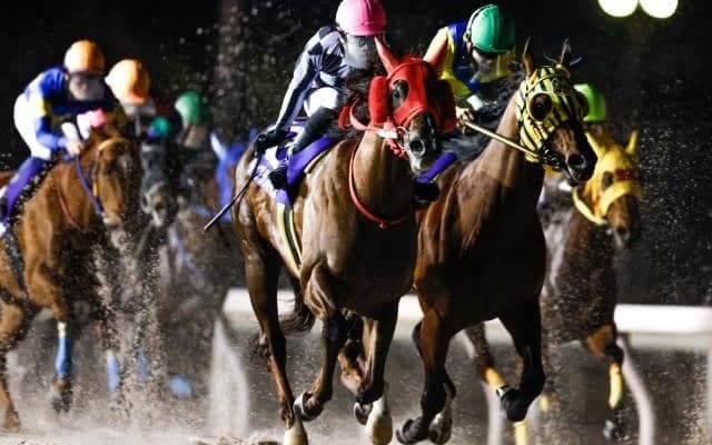 【船橋・船橋記念枠順】ティアラフォーカスは3枠3番、キモンルビーは4枠4番