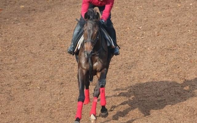 マーブルカテドラルの2021(マルモア)など、先週の入厩情報/栗東トレセンニュース