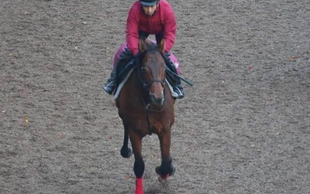 フェヴリエなど、先週のゲート試験/栗東トレセンニュース