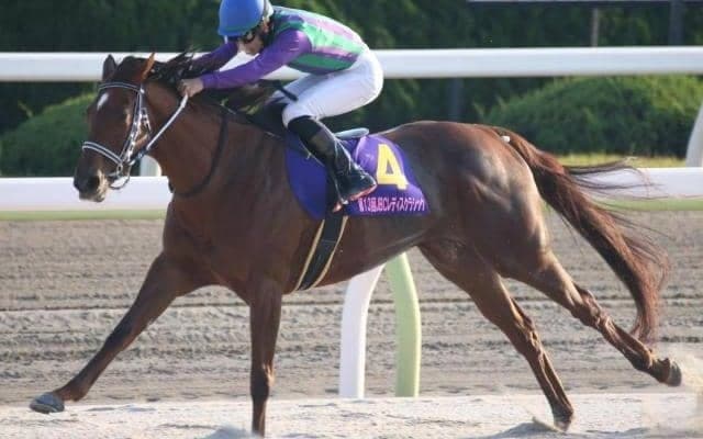 8年ぶり2頭目の牝馬Vあるぞ 2頭の重賞ウイナーがチャンピオンズCで牡馬撃破狙う