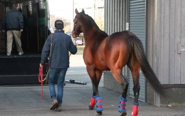 サトノダイヤモンドなど2頭が繋養地を移動