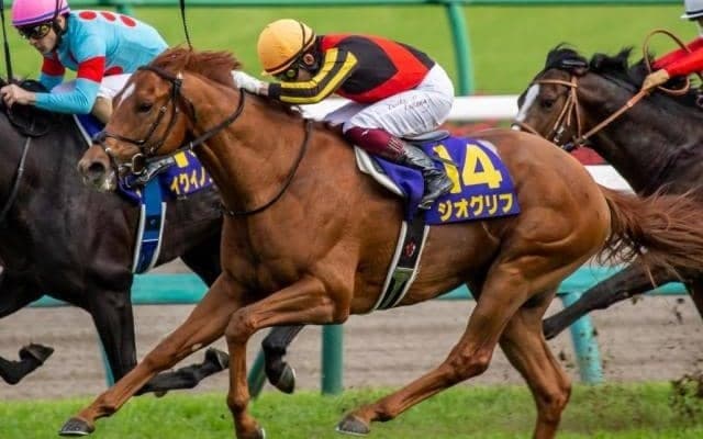 クロフネらに並ぶ史上6頭目の快挙!? チャンピオンズC・ジオグリフにかかる大記録とは