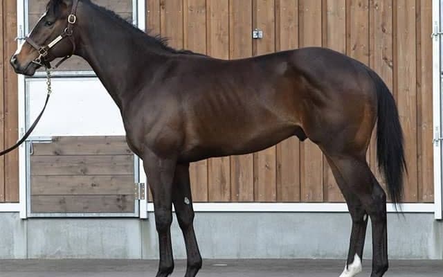 【JRA新馬戦】アブレイズの全弟コレギウムなどがデビュー