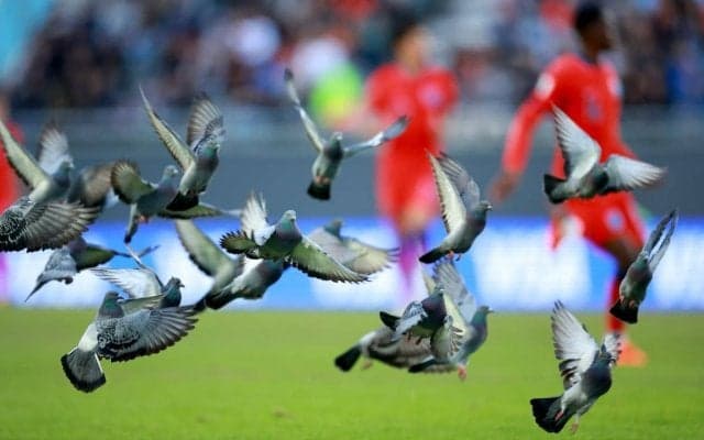 「かわいそうに」「お大事に」サッカーの試合中に予想外のアクシデント、鳥がボールと接触し足を負傷「大丈夫だったのか」