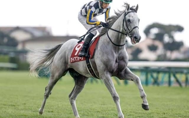 【チャレンジC予想】トリッキーな阪神芝2000m 求められるのは瞬発力より器用さ