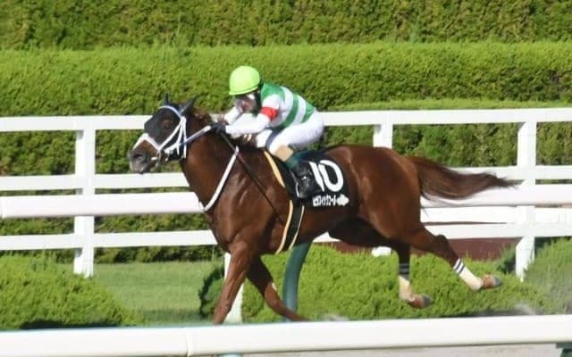【チャンピオンズC予想】1着パターンは変わらず馬番2-11番重視？ 前走ローテパターンから狙える今年の特注馬は