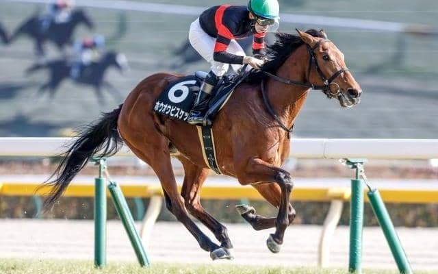 【中日新聞杯見どころ】ホウオウビスケッツの初重賞制覇なるか