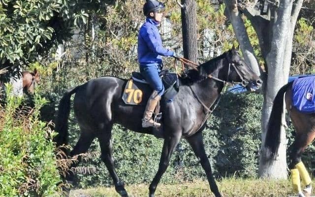 「走りの質がいい」と田中博師も好感触 米国産馬ウェットシーズンがダートで初陣/関東馬メイクデビュー情報