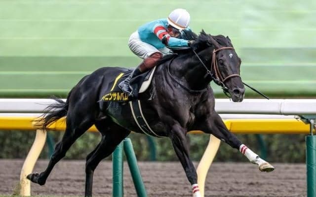 【中日新聞杯予想オッズ】ヤマニンサルバムが予想1番人気