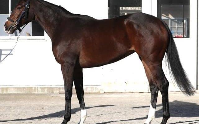 兄ダノンベルーガよりも「爆発力には長けている」 良血牝馬が阪神JFでGI獲りへ