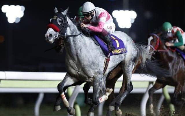 【カペラS出走馬・騎手確定】タガノクリステル＆戸崎圭太騎手、リュウノユキナ＆柴田善臣騎手など16頭