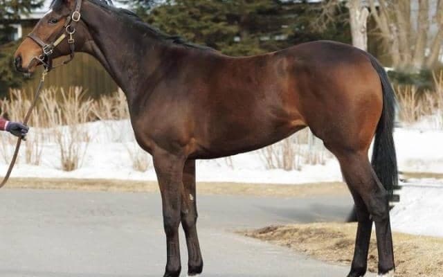 【JRA新馬戦】凱旋門賞馬デインドリームの娘ドリーミーデイなどがデビュー