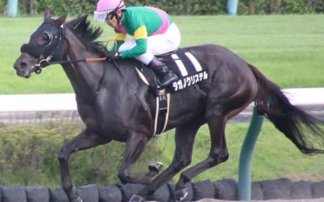 【カペラS予想】前走7着は参考外 リフレッシュ効果でタガノクリステルが巻き返す