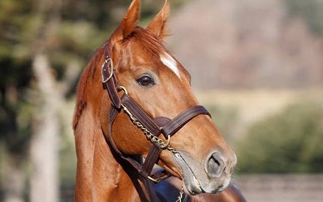 GI馬テーオーケインズがアロースタッドに到着 21年チャンピオンズCなど重賞5勝